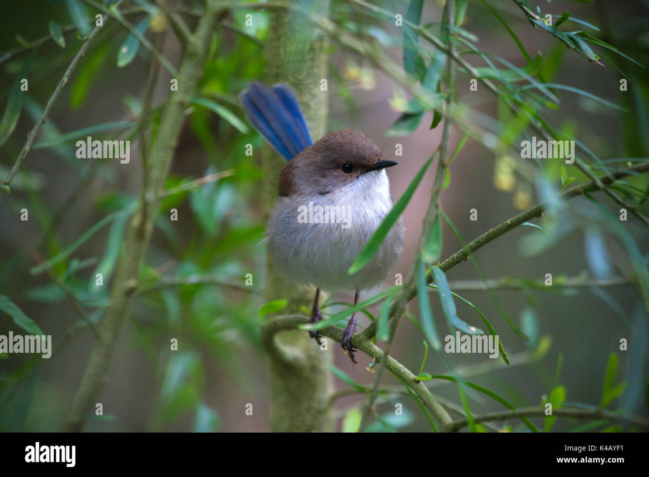 Australien Vögel Stockfoto