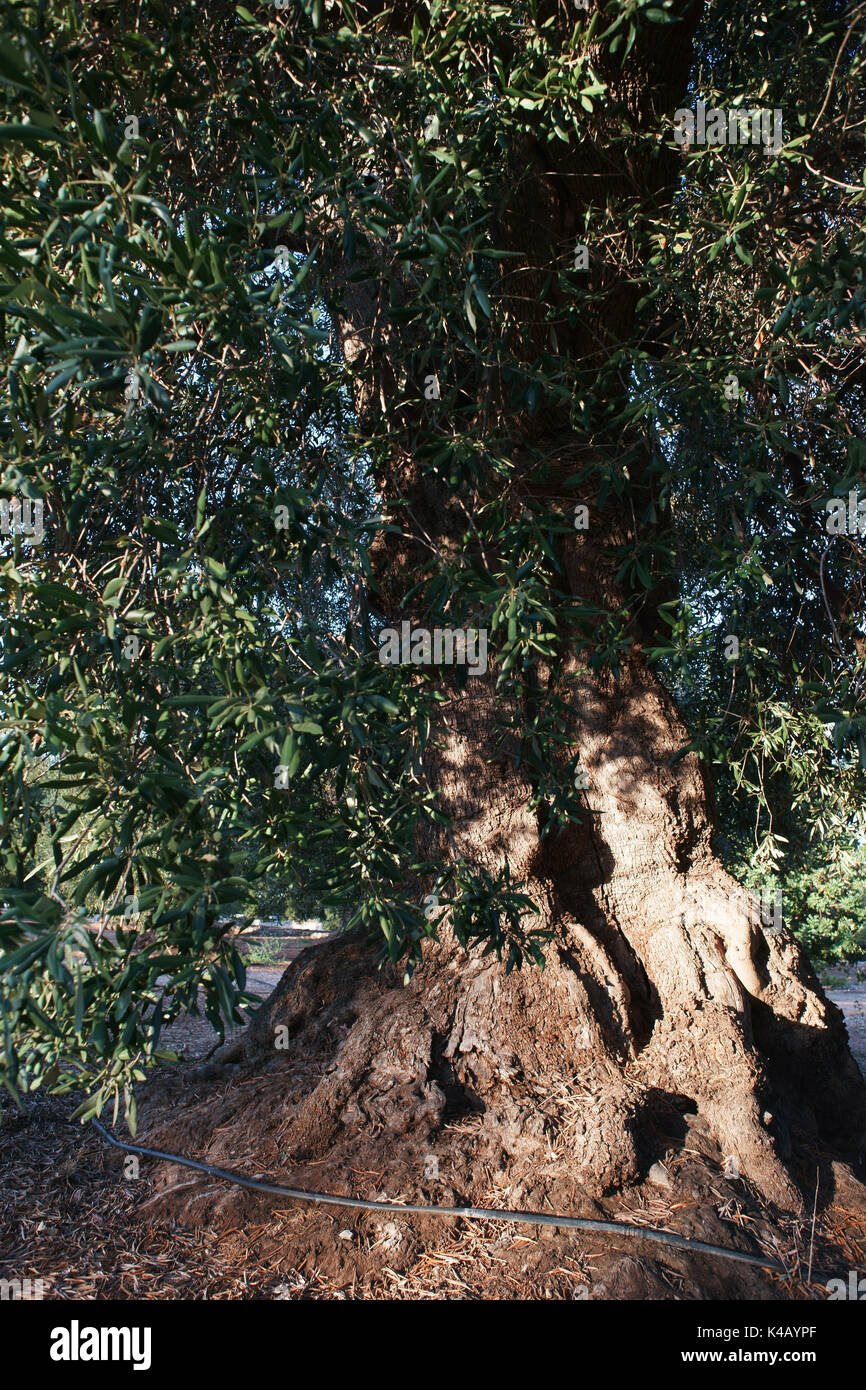 Tausend Jahre alten Olivenbaum in Conversano, in der Nähe von Ostuni, Apulien Italien Stockfoto