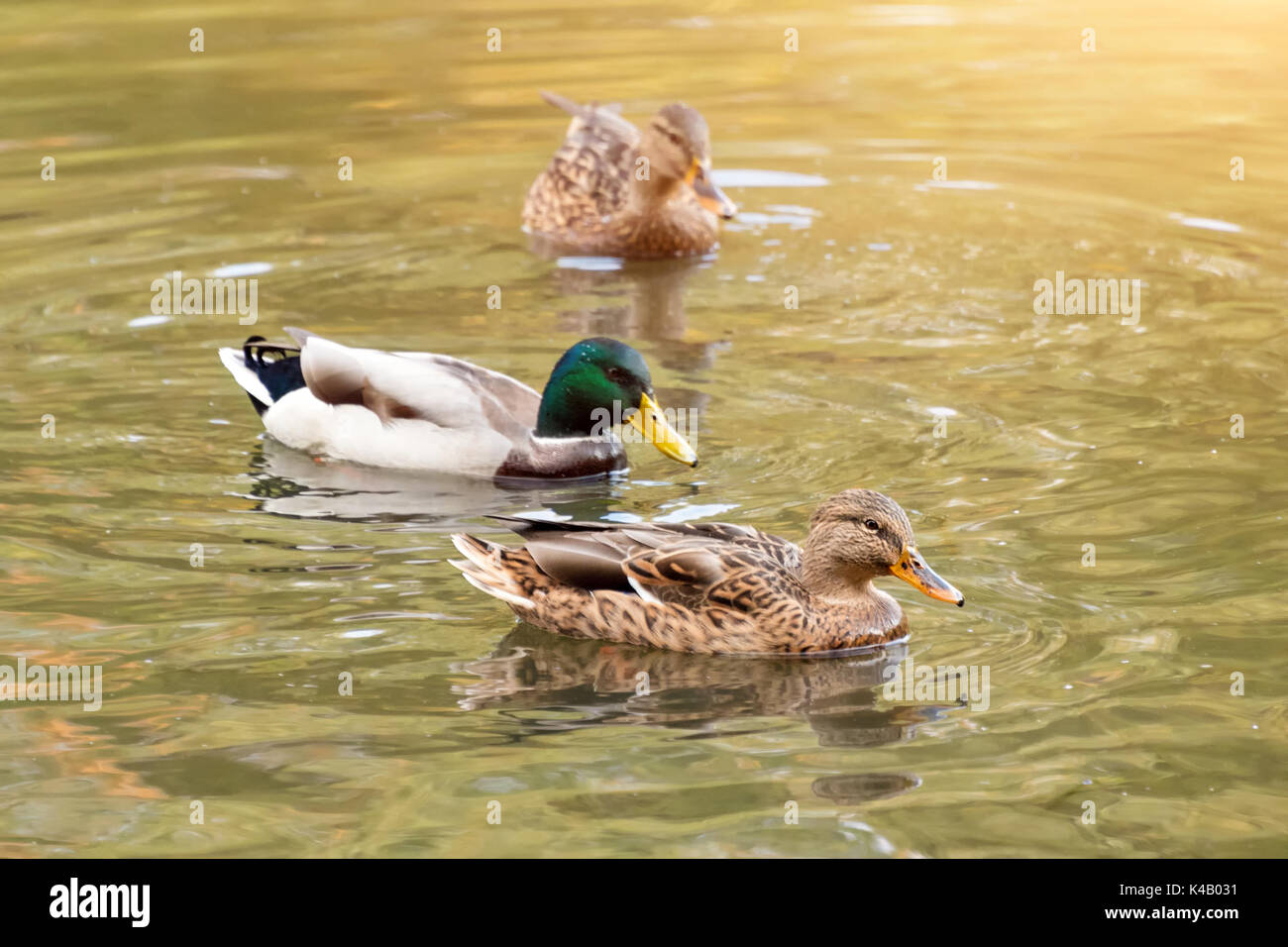 Mallard Enten schwimmen im See oder Fluss. Vögel und Tiere, Herbst Jahreszeit in der Tierwelt. Stockfoto