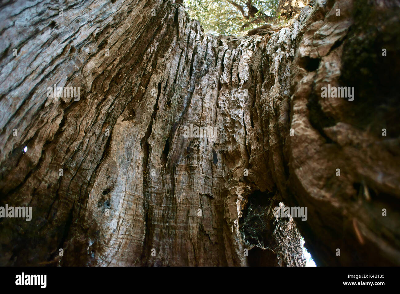 Tausend Jahre alten Olivenbaum in Conversano, in der Nähe von Ostuni, Apulien Italien Stockfoto