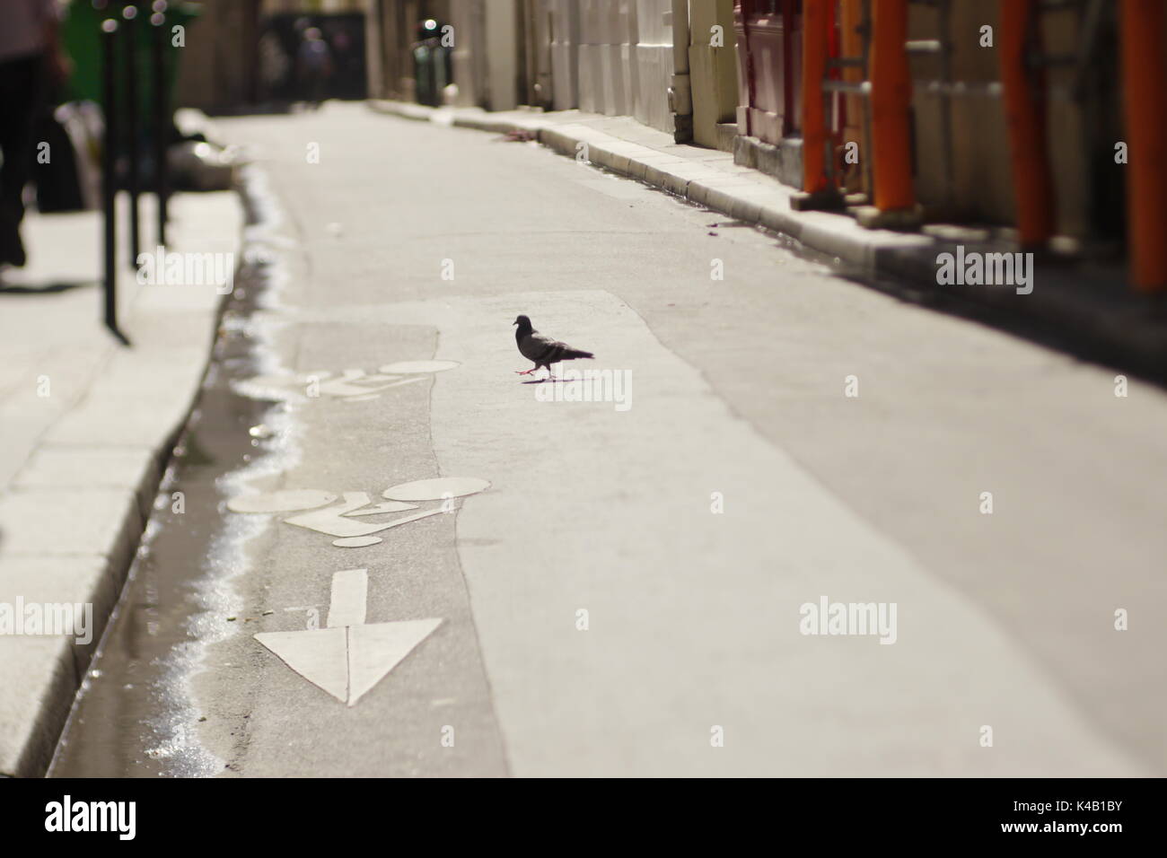 Paris im August. Eine leere Straße, ein Mann und eine Taube. Stockfoto