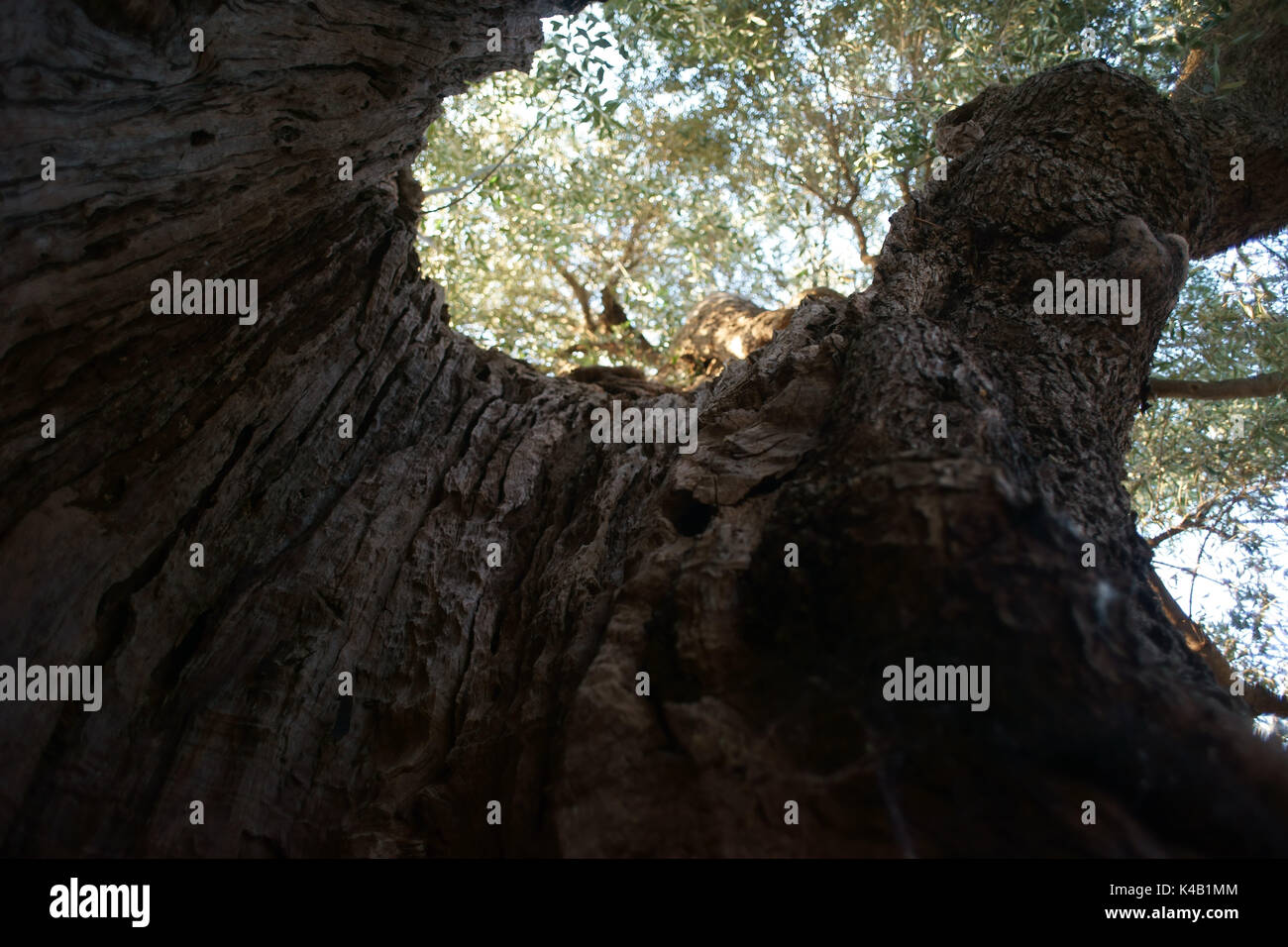 Tausend Jahre alten Olivenbaum in Conversano, in der Nähe von Ostuni, Apulien Italien Stockfoto