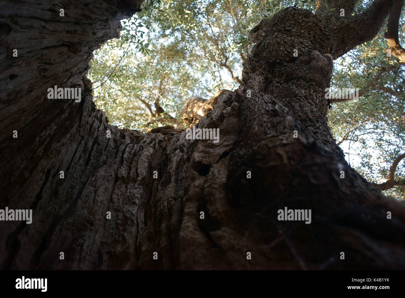 Tausend Jahre alten Olivenbaum in Conversano, in der Nähe von Ostuni, Apulien Italien Stockfoto