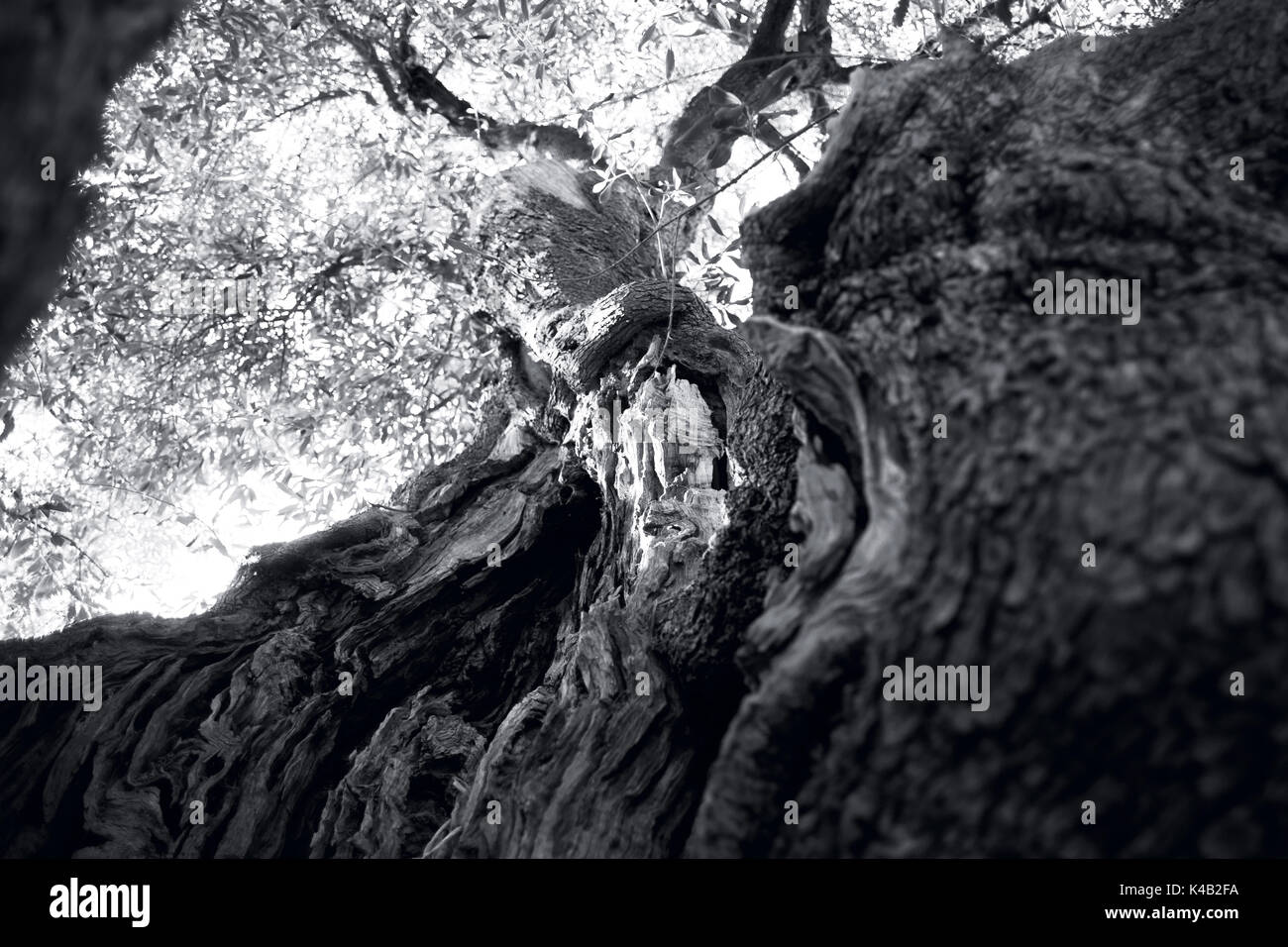 Tausend Jahre alten Olivenbaum in Conversano, in der Nähe von Ostuni, Apulien Italien Stockfoto