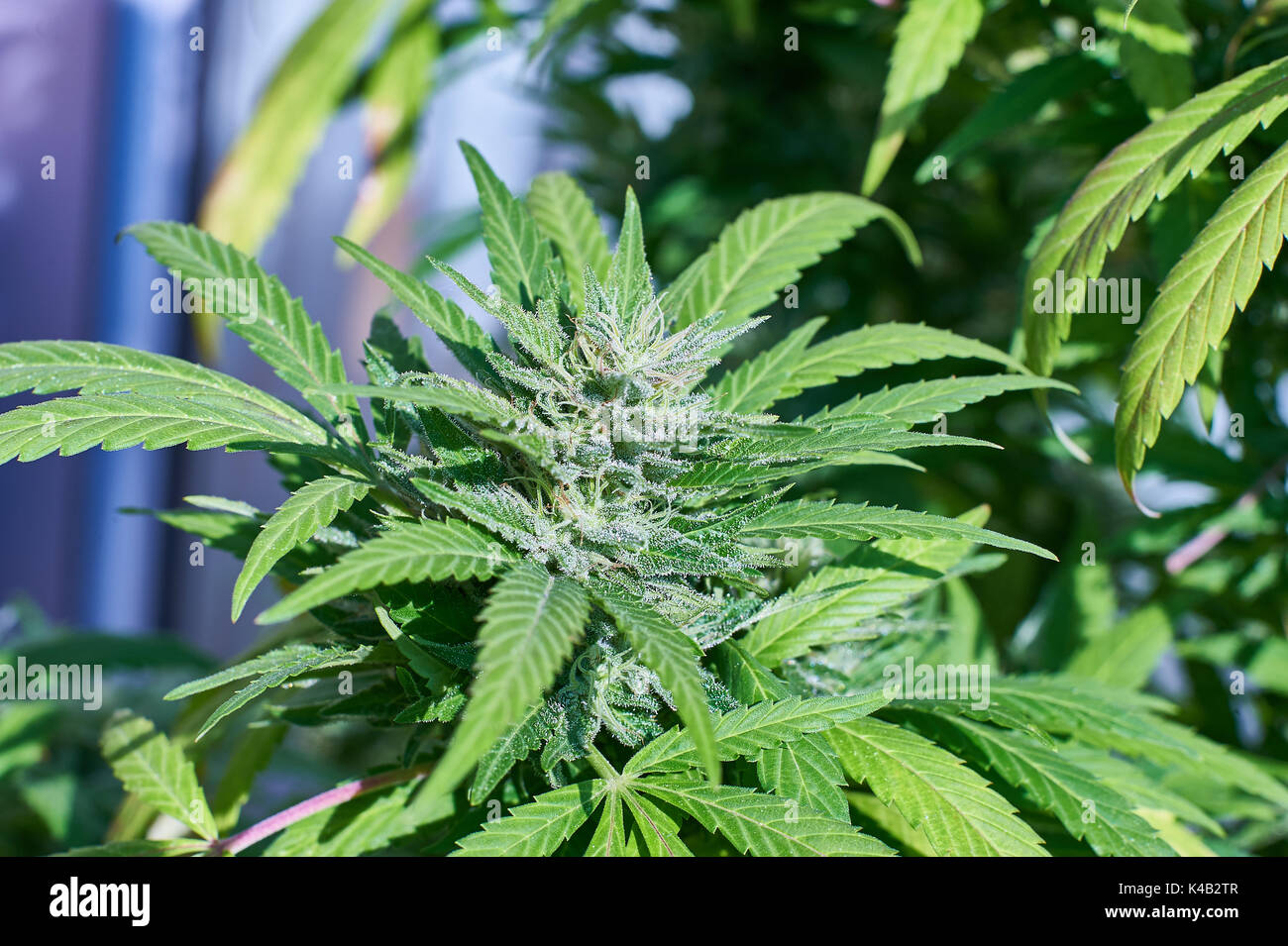 Cannabis Stockfoto