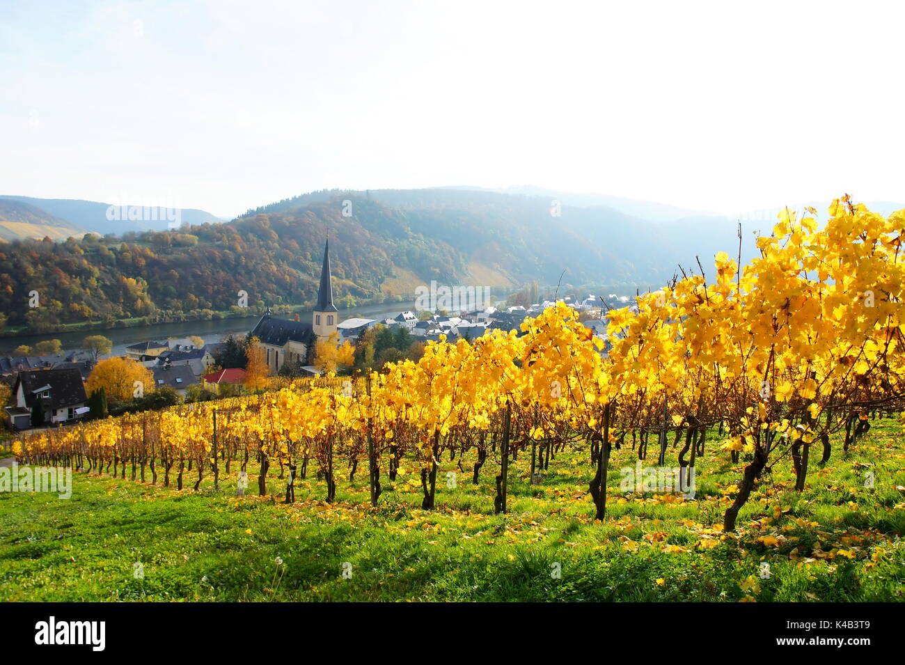 Weindorf Krèv An Der Mosel Im Herbst Mit Hellem Gelben Weinberg Stockfoto