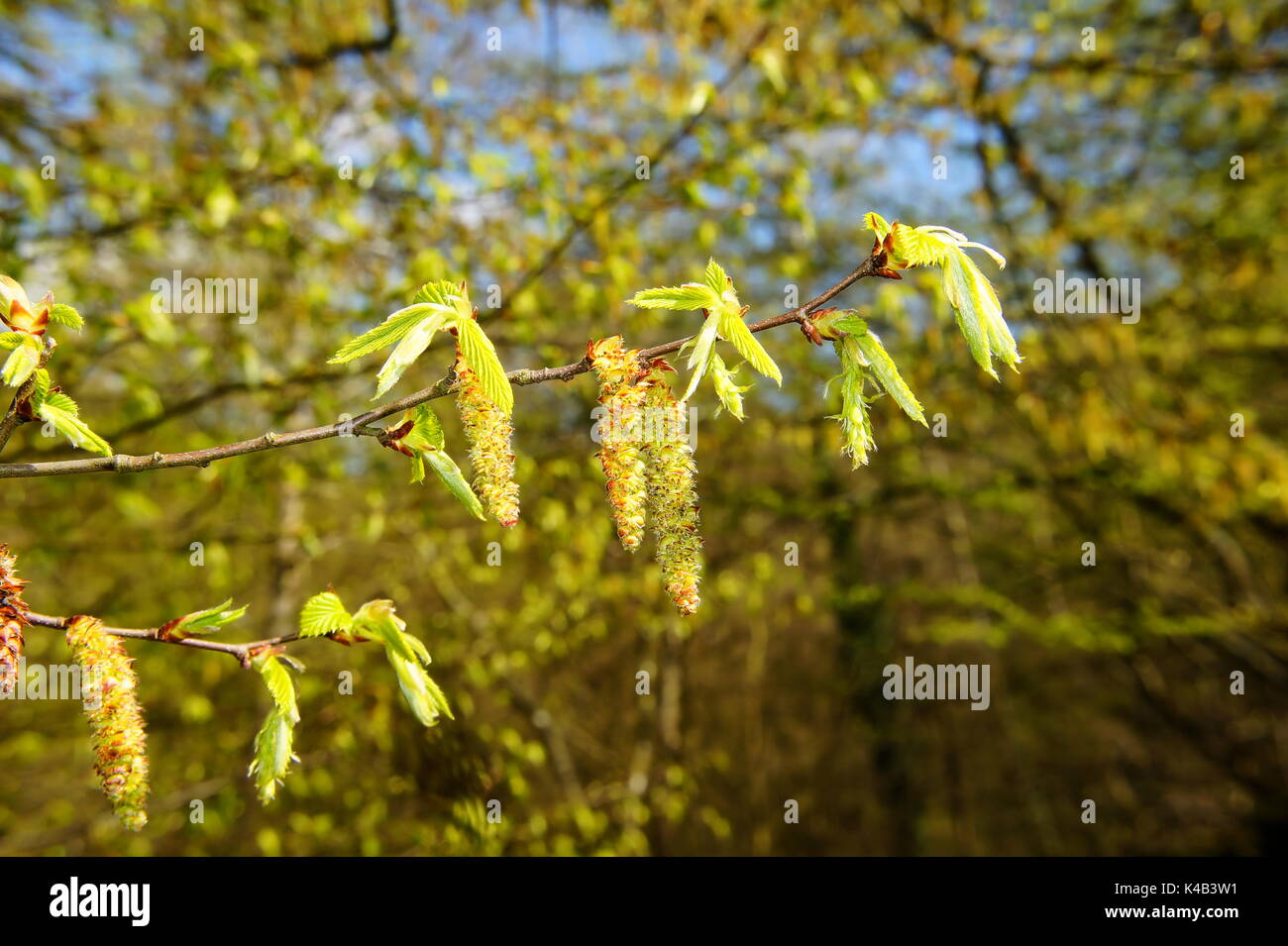 Gelbe Hainbuche Blüten mit leuchtend grünen jungen Blätter Makro Stockfoto