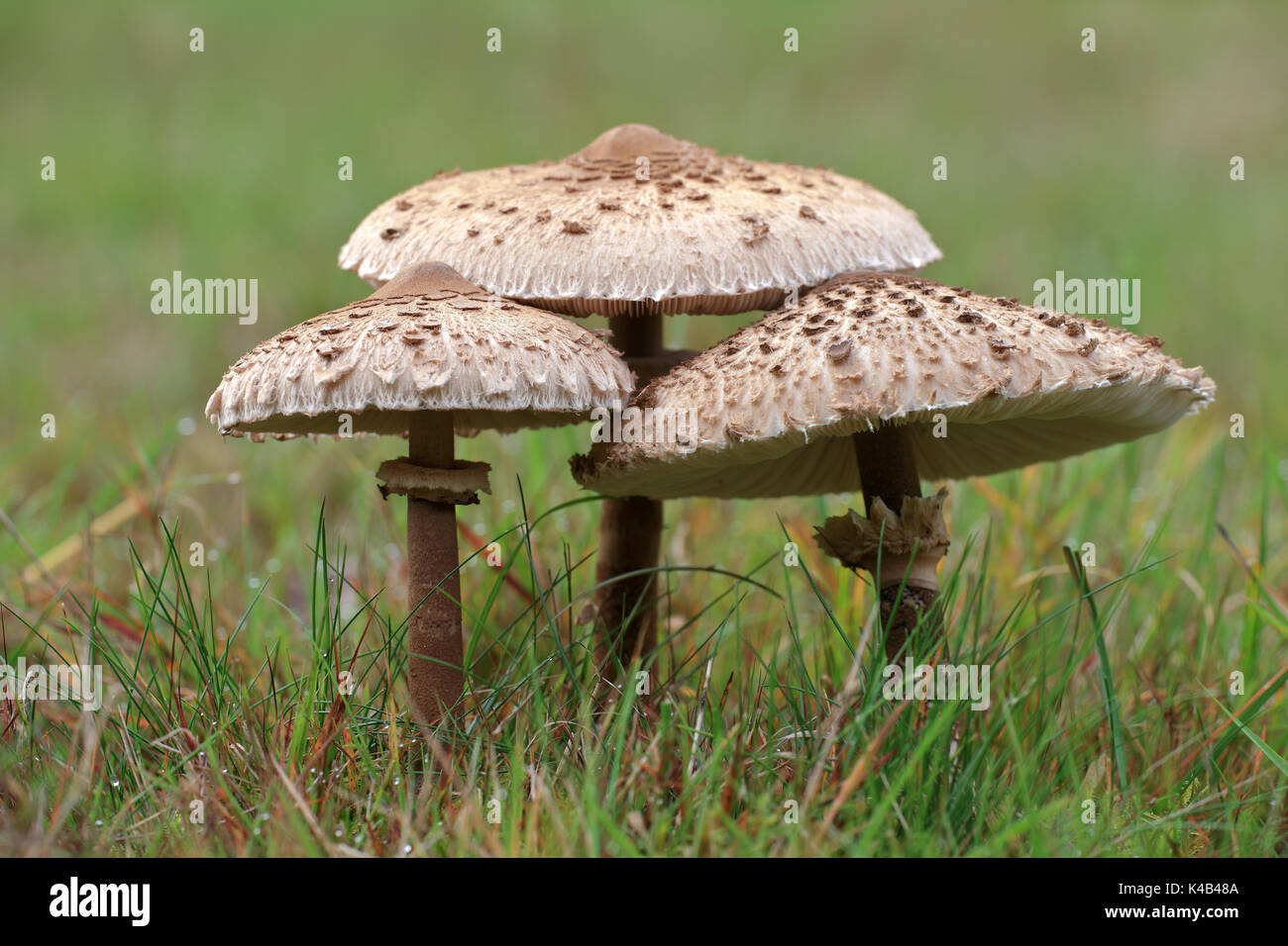 Parasol-Pilz Stockfoto