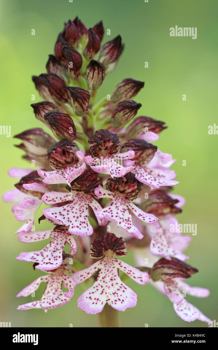 Lady Orchidee Stockfoto