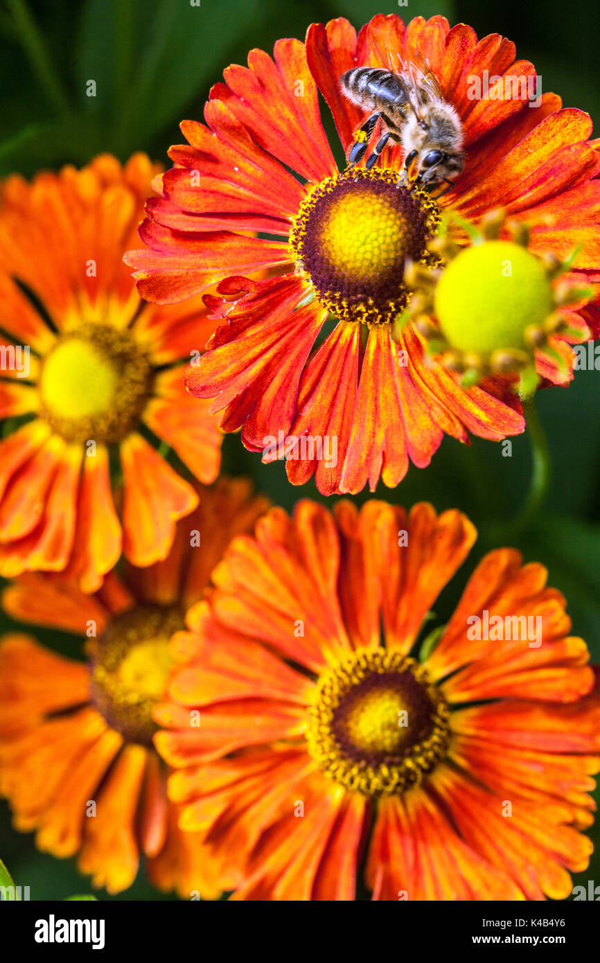 Honigbiene auf Blume Helenium orange 'Kupferziegel' Blumen, Helens Blume Stockfoto