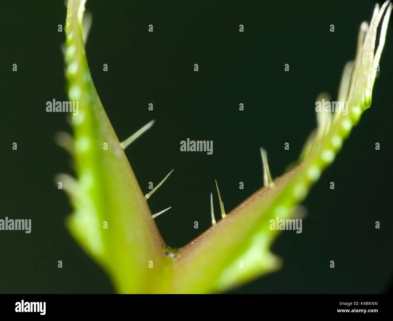 Venusfliegenfalle, Dionaea muscipula, trigger Haare, Insectivorous, fleischfressende, Trap,, Beute wird durch Berühren trigger Haare, die in der Nähe lea gefangen Stockfoto
