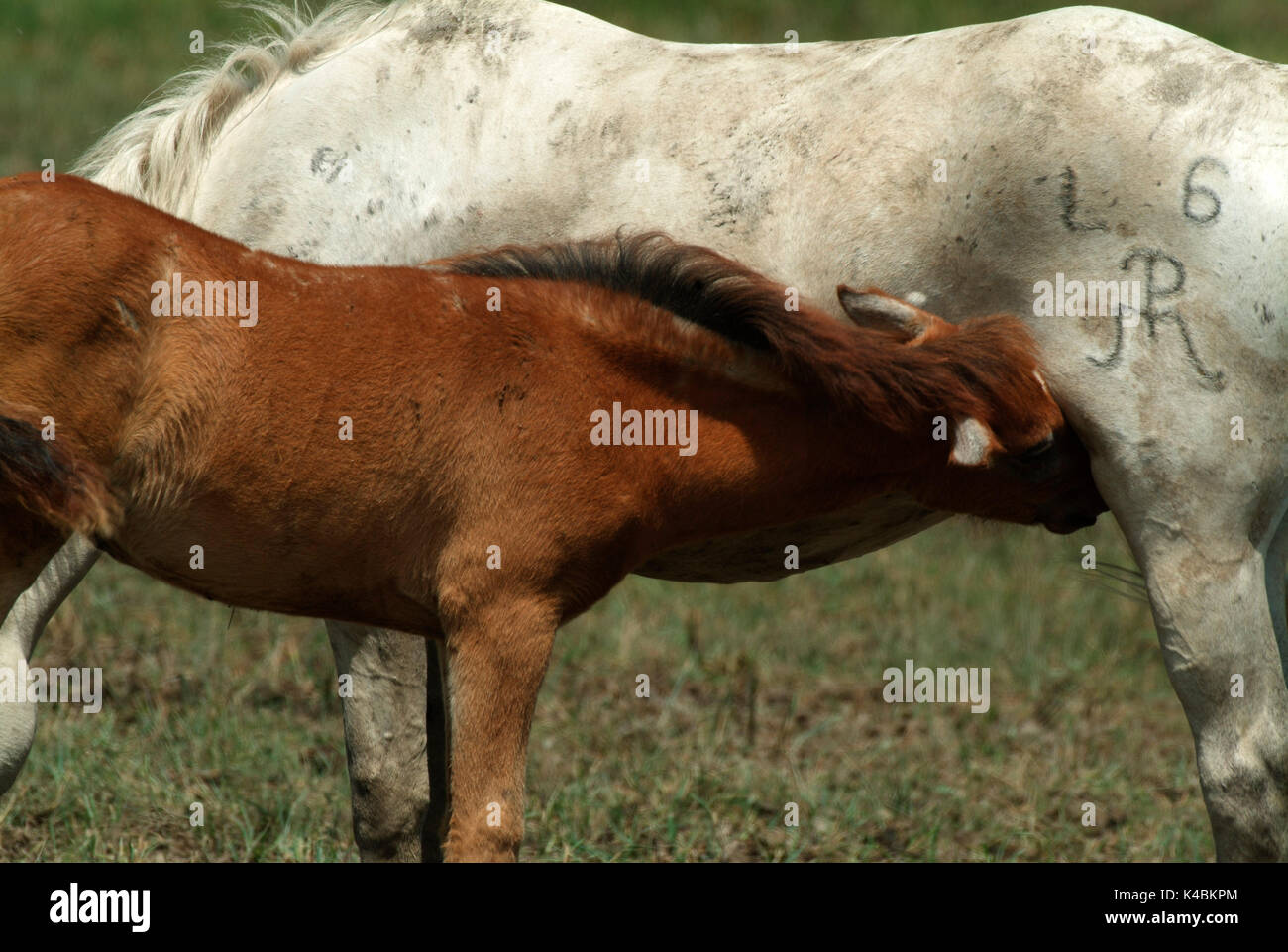Camargue Pony, Pferd, Equus caballus, Erwachsene mit braunen Fohlen, Fohlen säugen Mutter, eine Der olderest Rassen der Welt, Nachkomme von primative Rassen Stockfoto