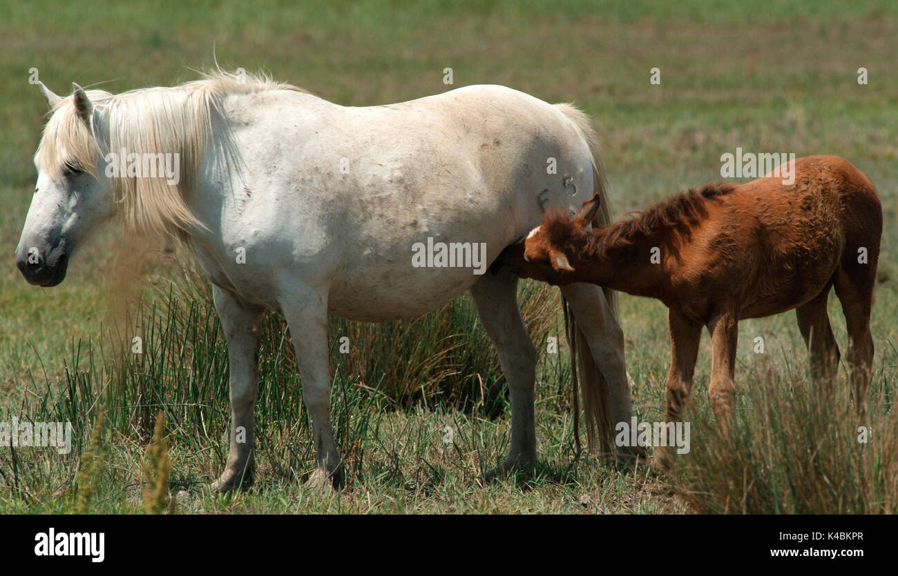 Camargue Pony, Pferd, Equus caballus, Fohlen säugen mit der Mutter, eine Der olderest Rassen der Welt, Nachkomme von primative Rassen, Pferd auf das Meer Stockfoto