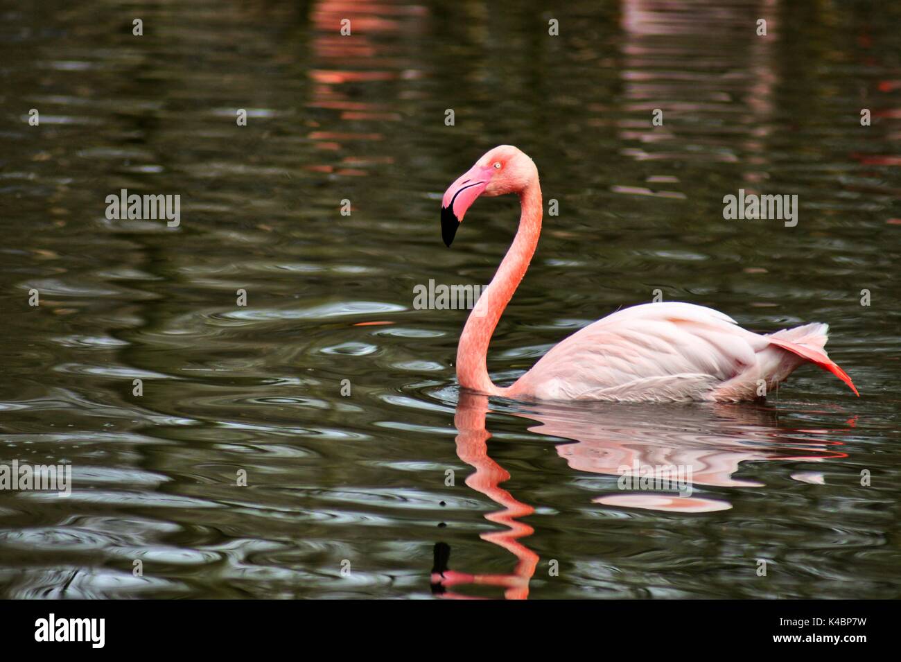 Flamingos Phoenicopteridae Schwimmen Stockfotografie - Alamy
