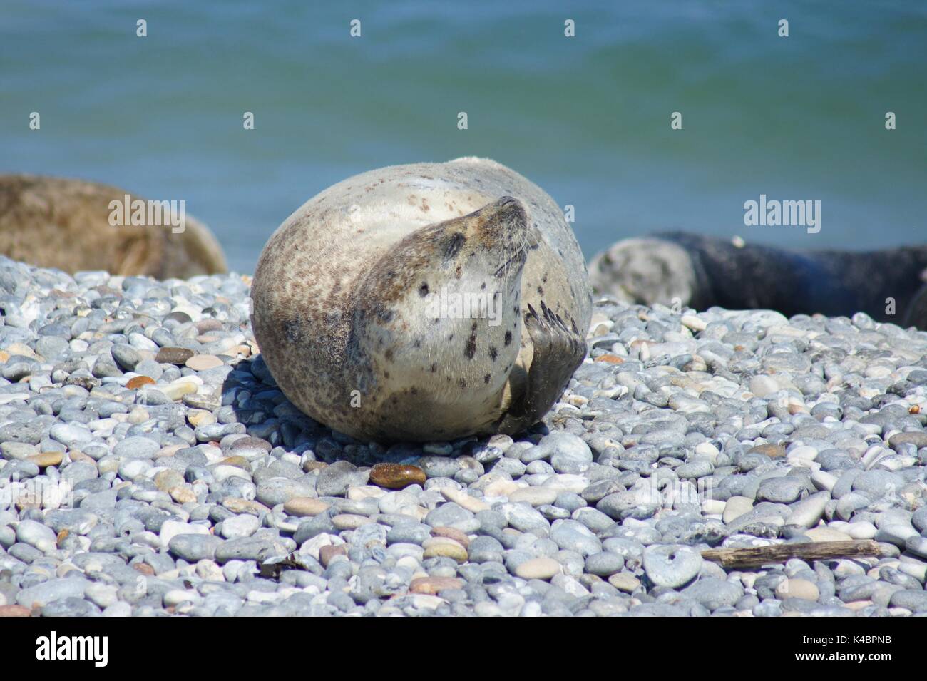 Dichtung Pinnipedia kratzen sich Stockfoto