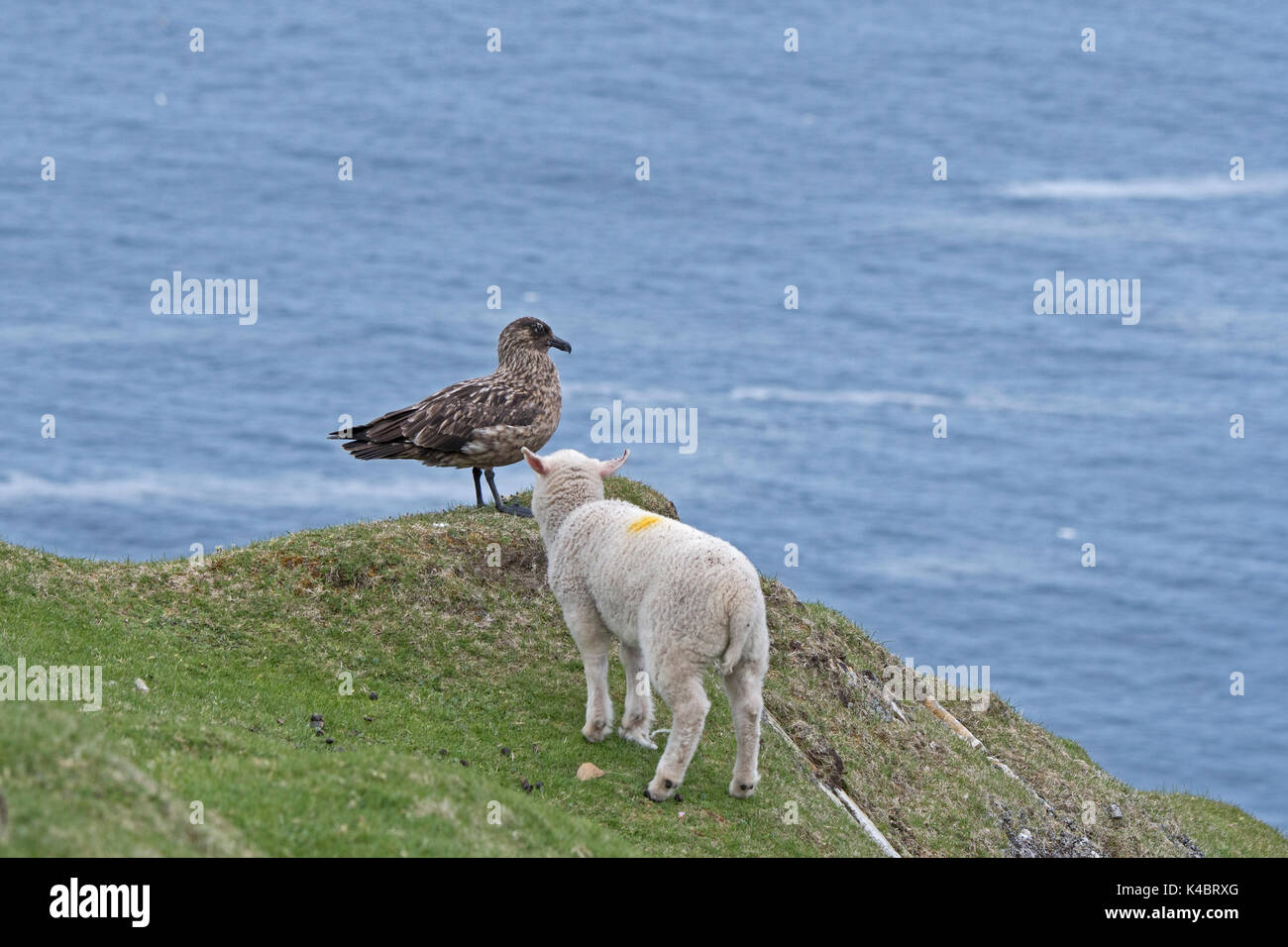 Lamby Annäherung an Große Raubmöwe Eulen skua Hermaness Unst Shetland Juni Stockfoto