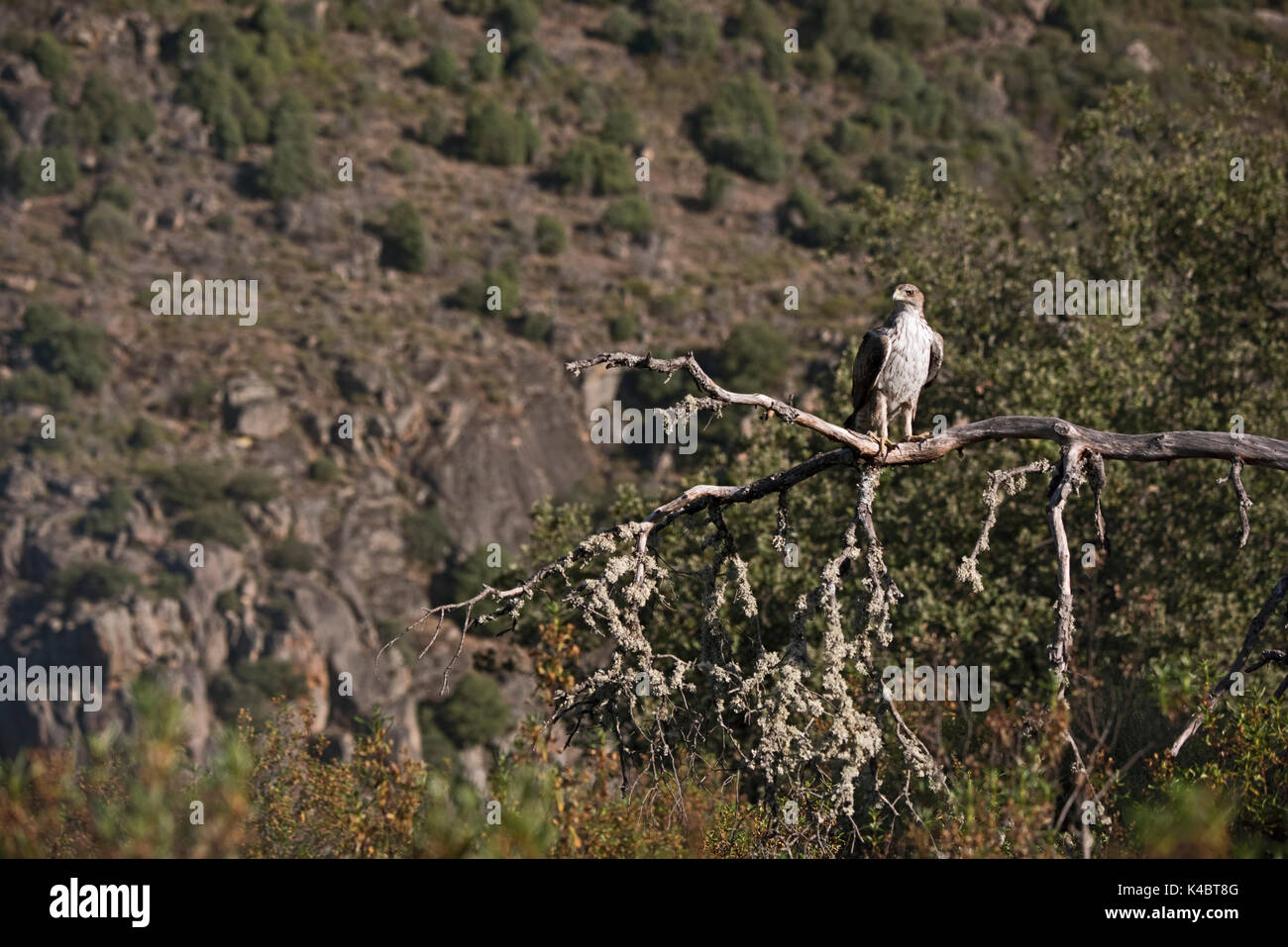 Bonelli Adler Aquila fasciata Männchen in Arribes del Duero Naturpark (Parque Natural de Arribes del Duero) Spanien Juni Stockfoto