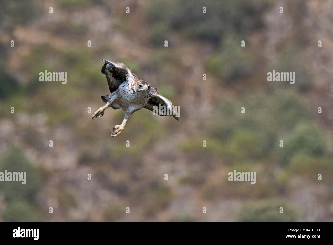 Bonelli Adler Aquila fasciata Männchen in Arribes del Duero Naturpark (Parque Natural de Arribes del Duero) Spanien Juni Stockfoto