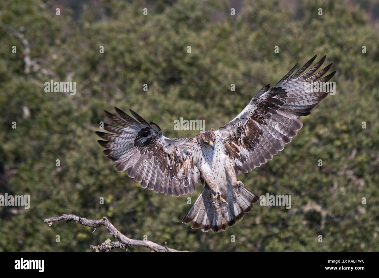 Bonelli Adler Aquila fasciata Männchen in Arribes del Duero Naturpark (Parque Natural de Arribes del Duero) Spanien Juni Stockfoto