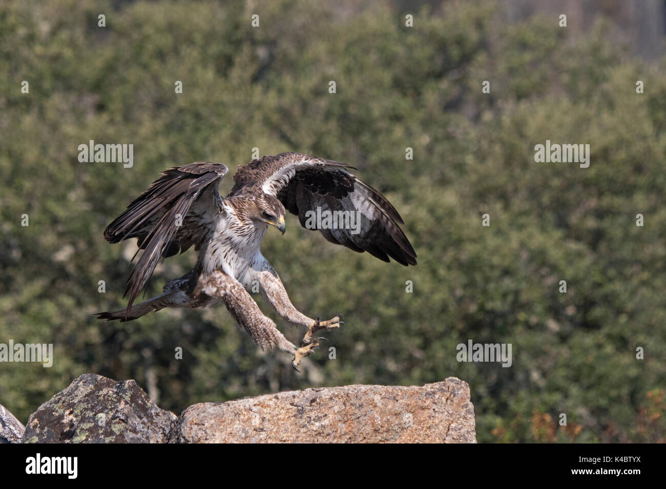 Bonelli Adler Aquila fasciata Männchen in Arribes del Duero Naturpark (Parque Natural de Arribes del Duero) Spanien Juni Stockfoto