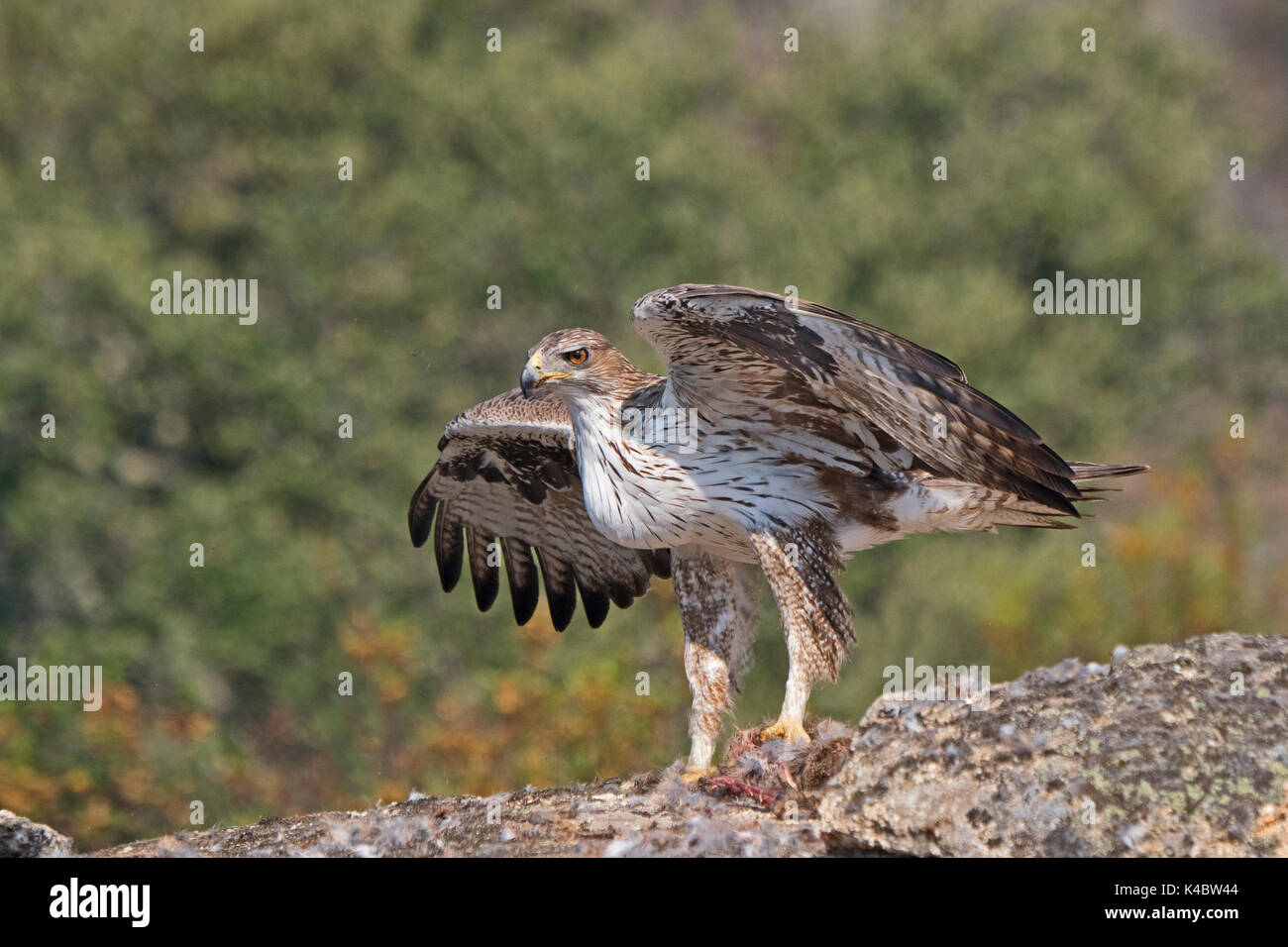 Bonelli Adler Aquila fasciata Männchen in Arribes del Duero Naturpark (Parque Natural de Arribes del Duero) Spanien Juni Stockfoto