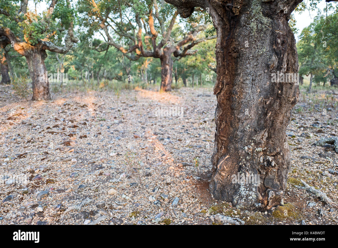 Kommerzielle Korkeichenwald in Arribes del Duero Naturpark (Parque Natural de Arribes del Duero) in der Nähe von Pinilla de Alicante Spanien Juni Stockfoto
