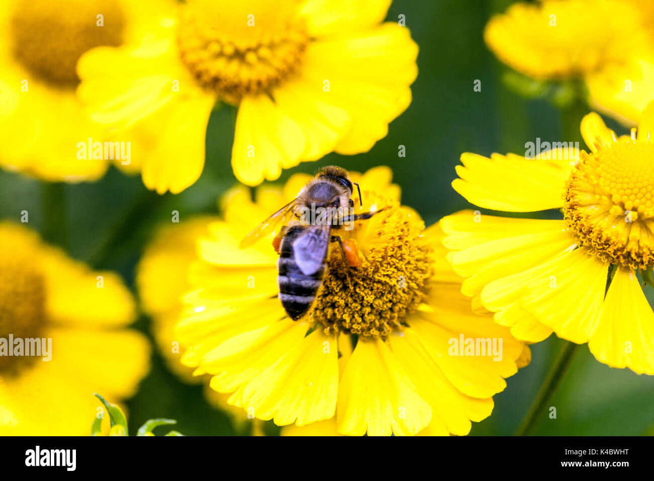Honig Biene auf Blume, Nahaufnahme Helenium 'Kugelsonne', Sneezeweed Stockfoto