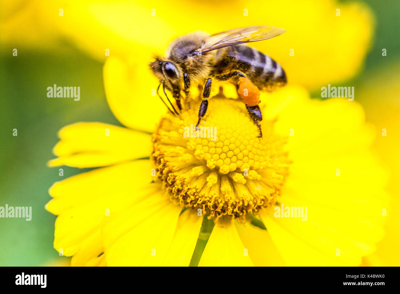 Europäische Honigbiene APIs mellifera mit Pollensack, gelbe Helenium Blume fütternde Bienen Pollensack, Nahaufnahme Be, e Closeup in Blüte Honigbiene Blume Stockfoto