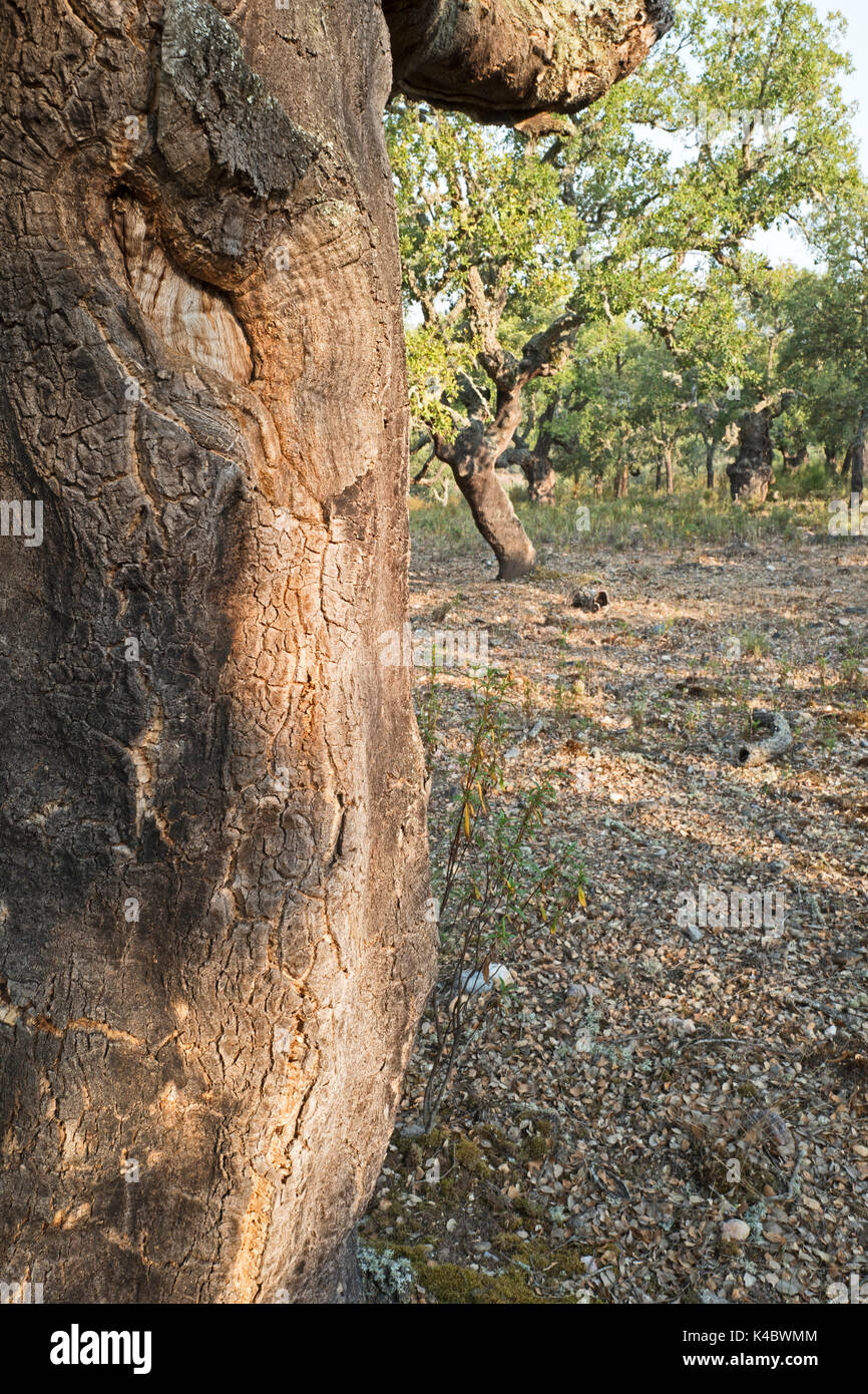Kommerzielle Korkeichenwald in Arribes del Duero Naturpark (Parque Natural de Arribes del Duero) in der Nähe von Pinilla de Alicante Spanien Juni Stockfoto