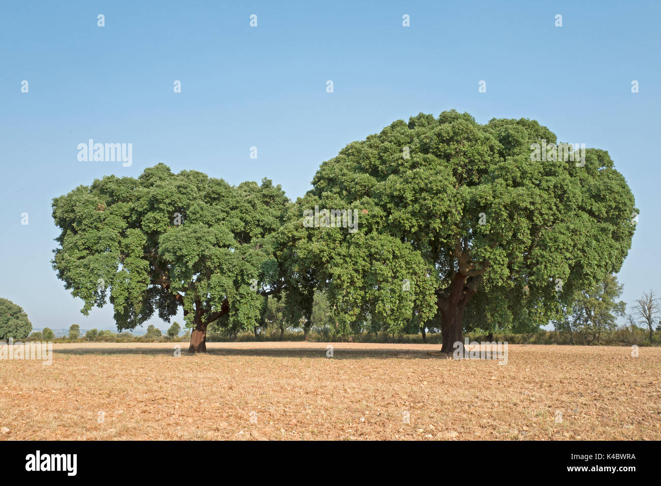 Korkeichen in Arribes del Duero Naturpark (Parque Natural de Arribes del Duero) in der Nähe von Pinilla de Alicante Spanien Juni Stockfoto