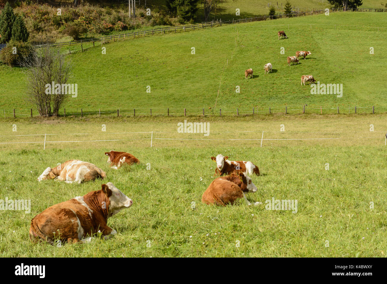 Einige Kühe grasen auf einer grünen Wiese in hügeliger Landschaft Stockfoto