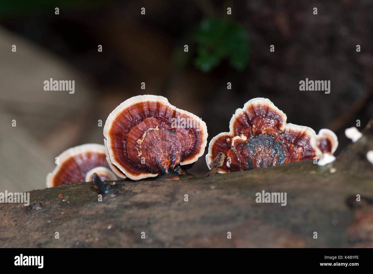 Pilze wachsen auf Baumstamm Stockfoto