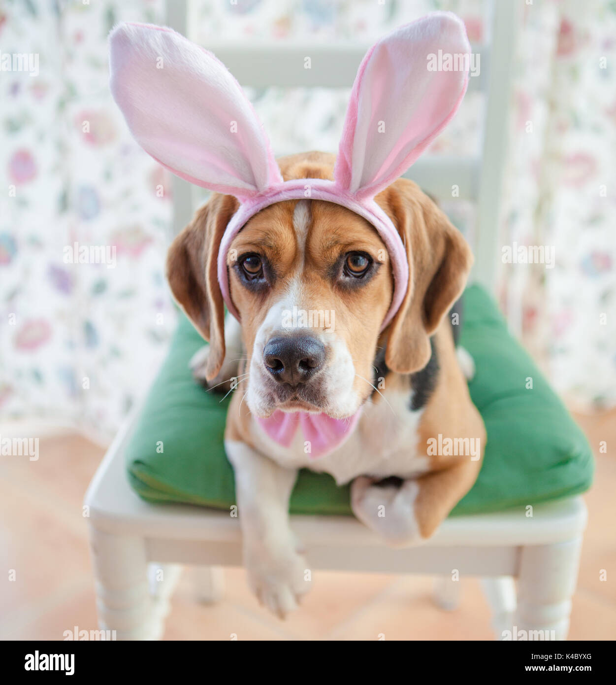 Junge Beagle Verkleidet Als Osterhase Stockfotografie Alamy