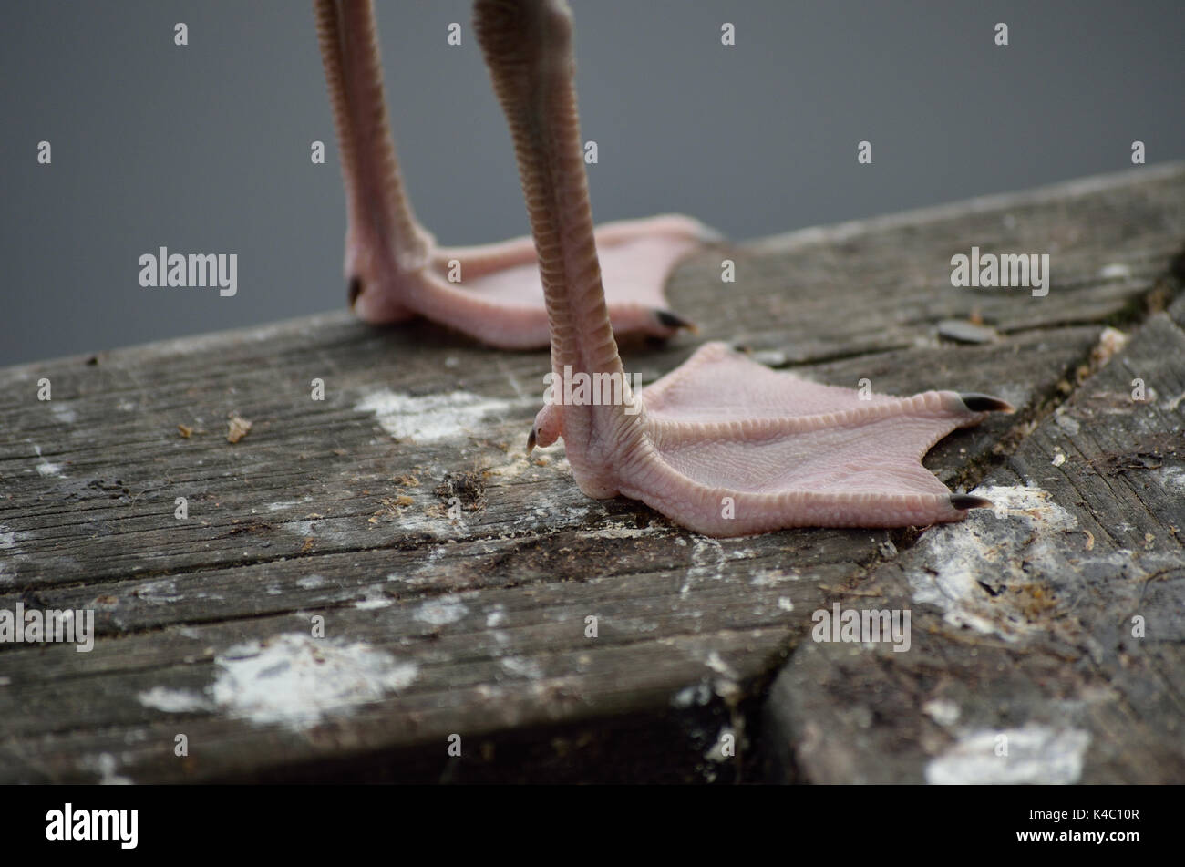 Seagull webbed closeup Füße Stockfoto