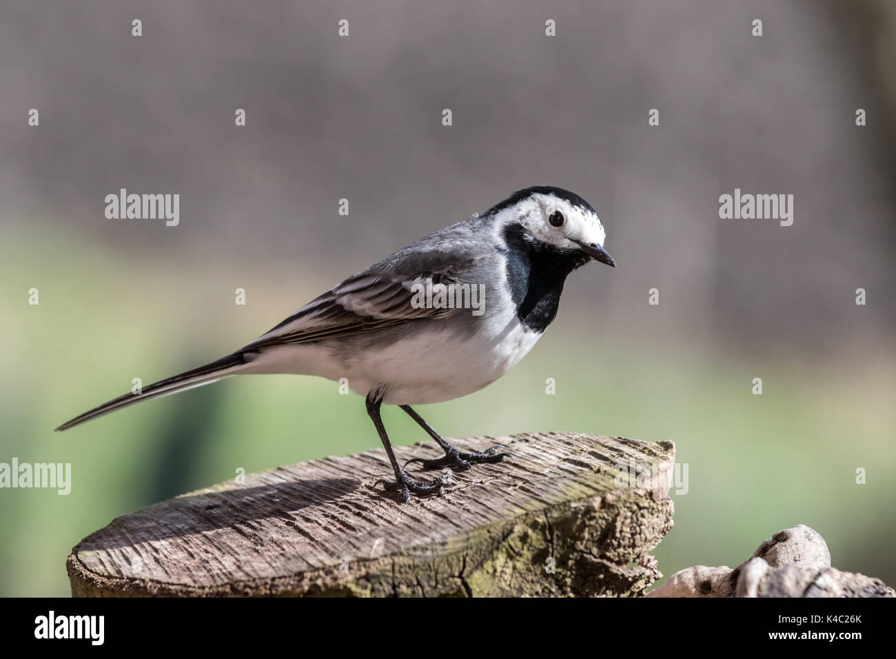 Bachstelze auf einem Baumstumpf Stockfoto