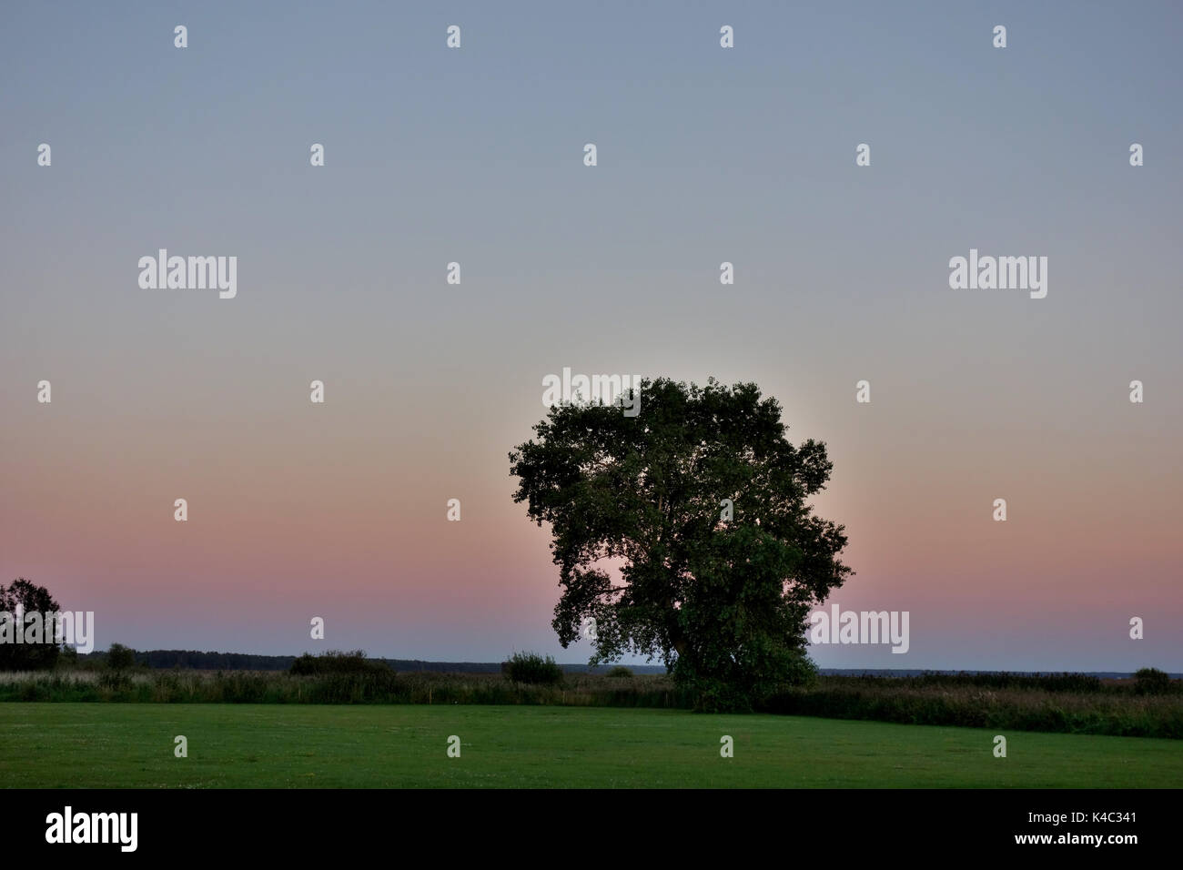 Baum auf der Wiese in den Baltischen Staaten vor Abendhimmel Stockfoto