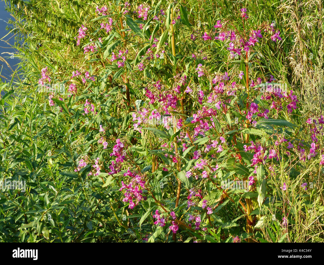 Indische Balsam, Glanduläre Balsam, Impatiens Glandulifera, in Feuchträumen Wie wächst hier am Flussufer Stockfoto