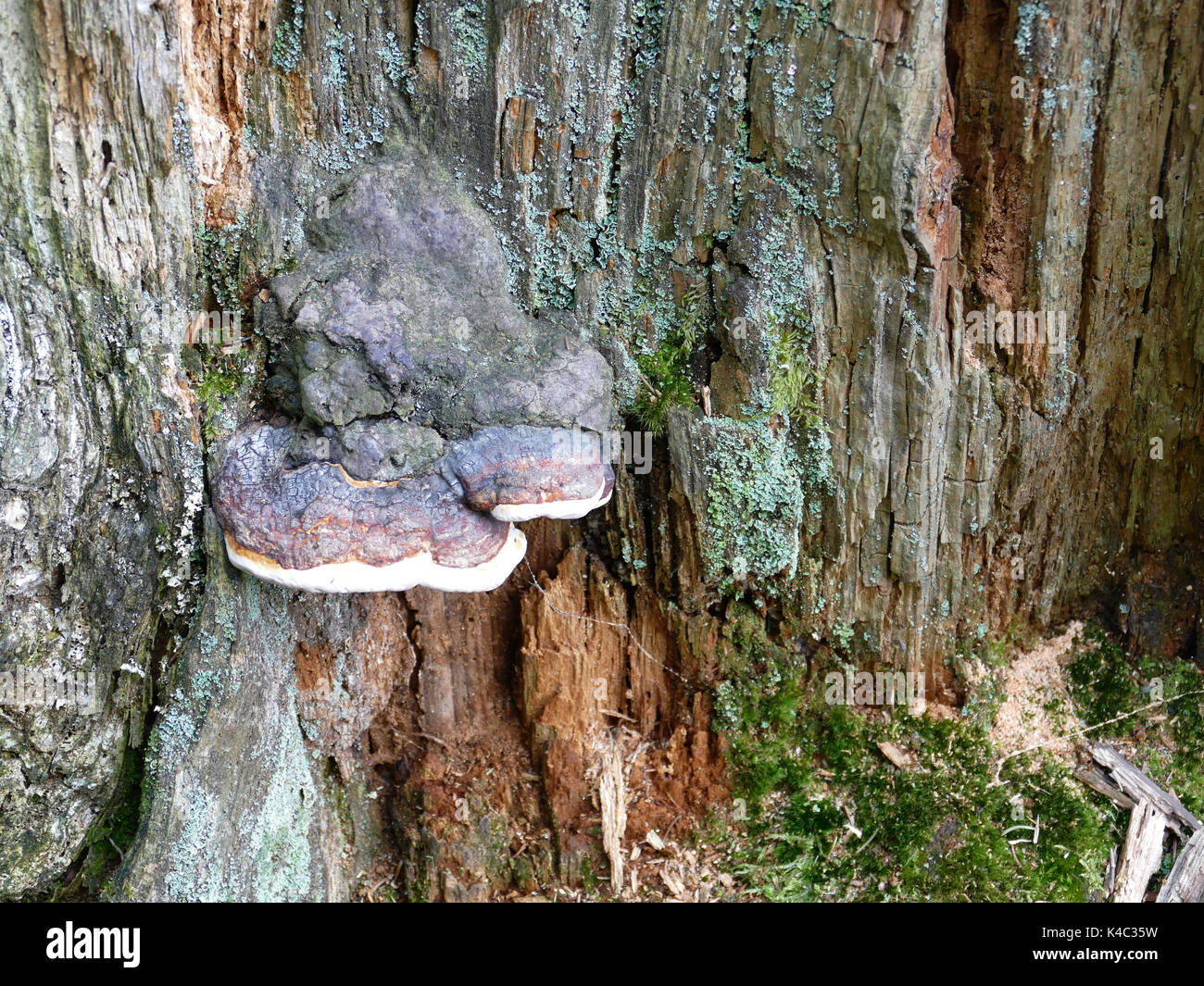 Baum Pilze am Baumstamm Stockfoto