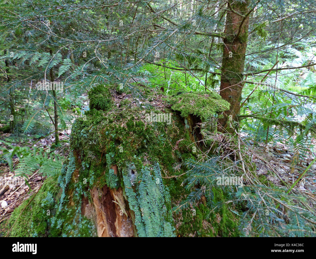Baum im Wald überwachsen mit Flechten und Moose Stockfoto