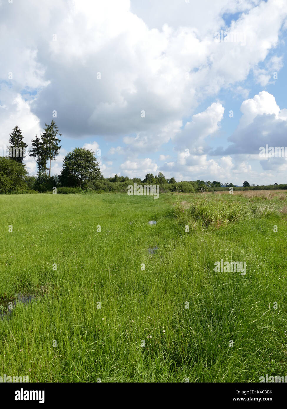 Ampermoss, River Valley Fen in der Nähe Ammersee in Oberbayern Stockfoto