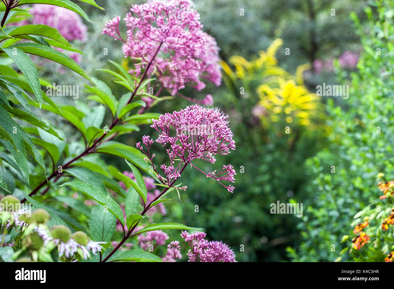 Joe pye Weed, Eutrochium pureum 'Little Red' hohe Gartenpflanzen für krautige Rand, Rand Stockfoto