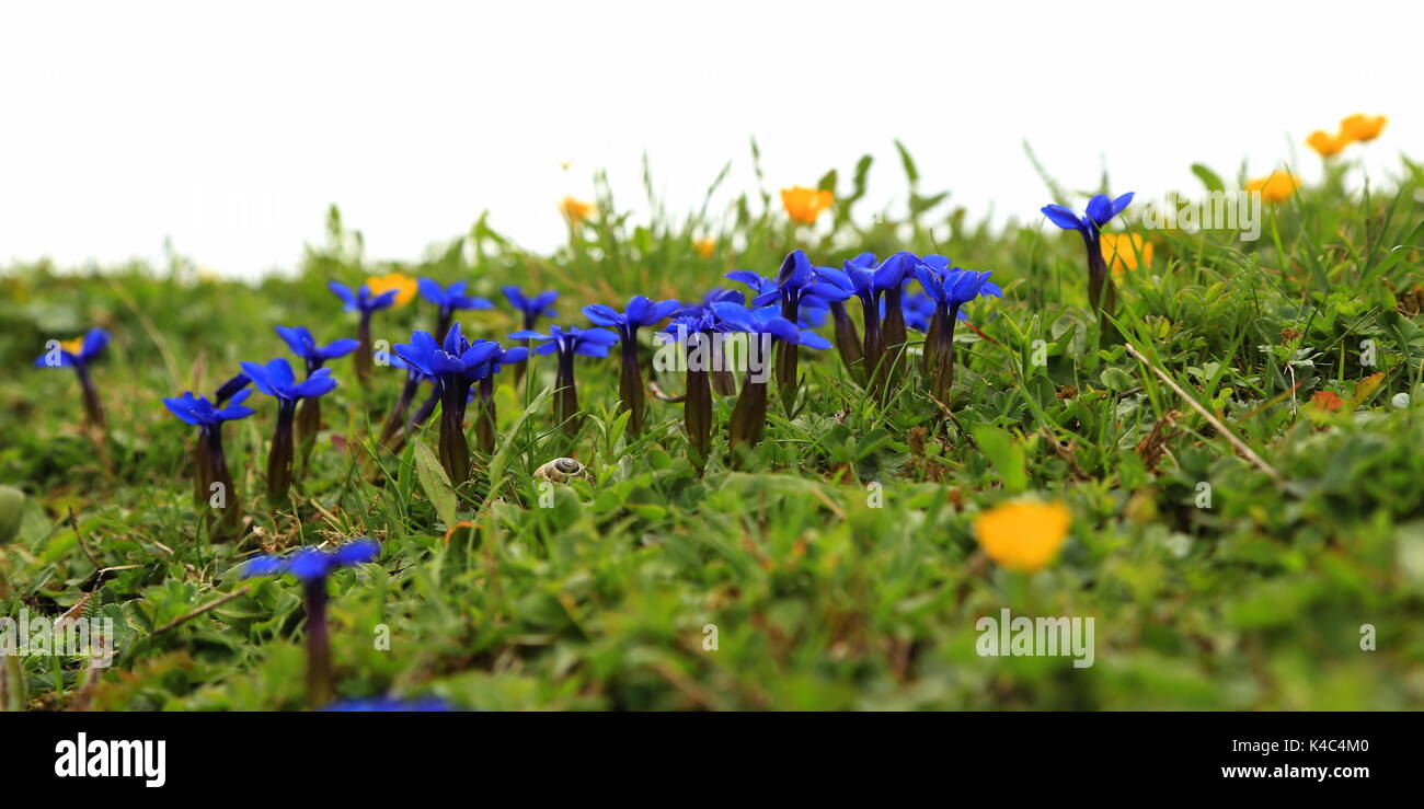 Alpenblume Stockfoto