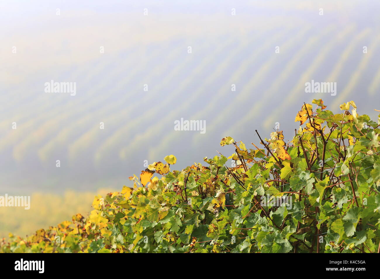 Nebel im Weinberg Stockfoto