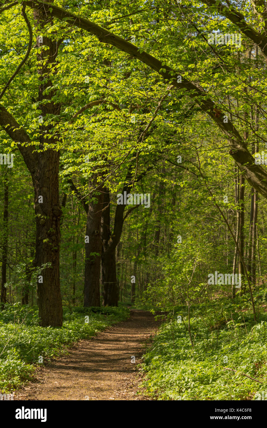 Waldweg im Mai mit Laubbume Bäume Stockfoto
