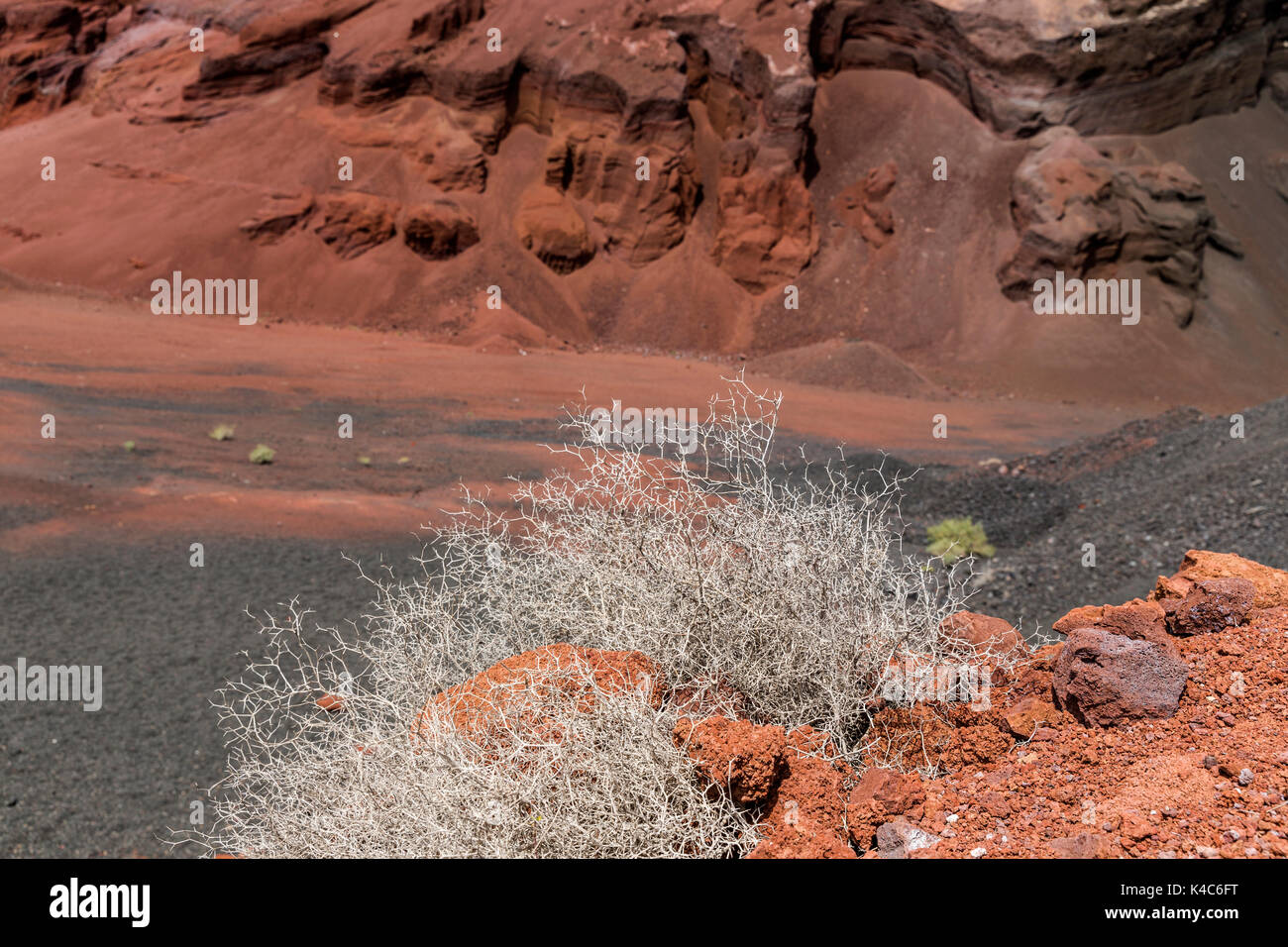 Wild wachsende Pflanzen der kanarischen Flora mit Roten vulkanischer Asche, Lanzarotes, Kanaren, Spanien, Europa Stockfoto