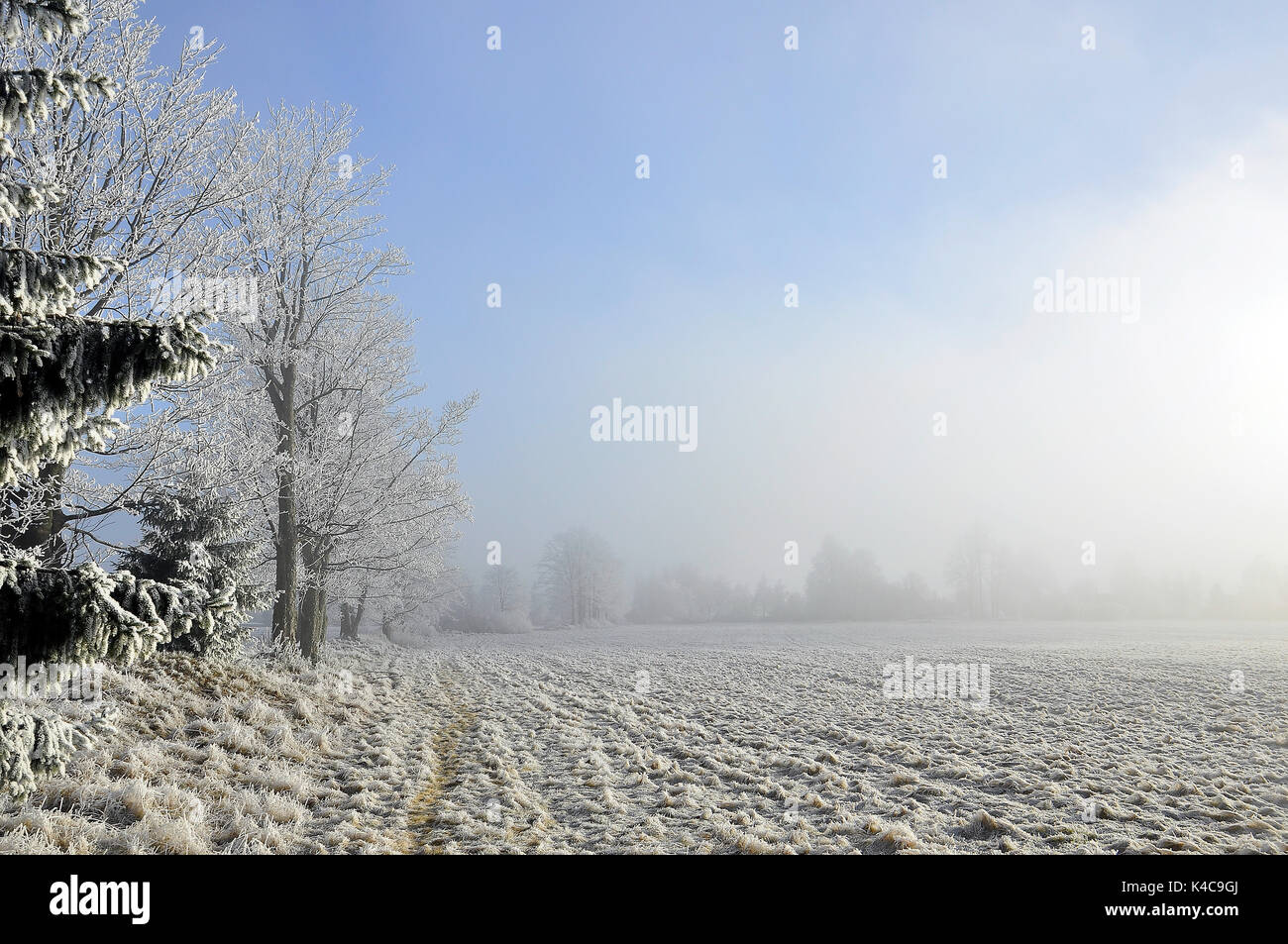 Waldrand im Winter im Dunst Stockfoto