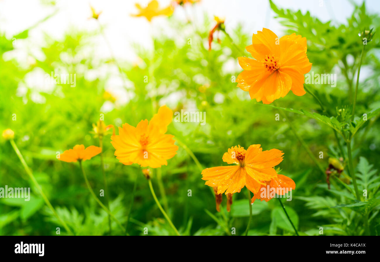 Gelb Cosmos Blumen mit Sonnenlicht am Morgen. Cosmos ist auch als Kosmos sulfureus bekannt. Stockfoto