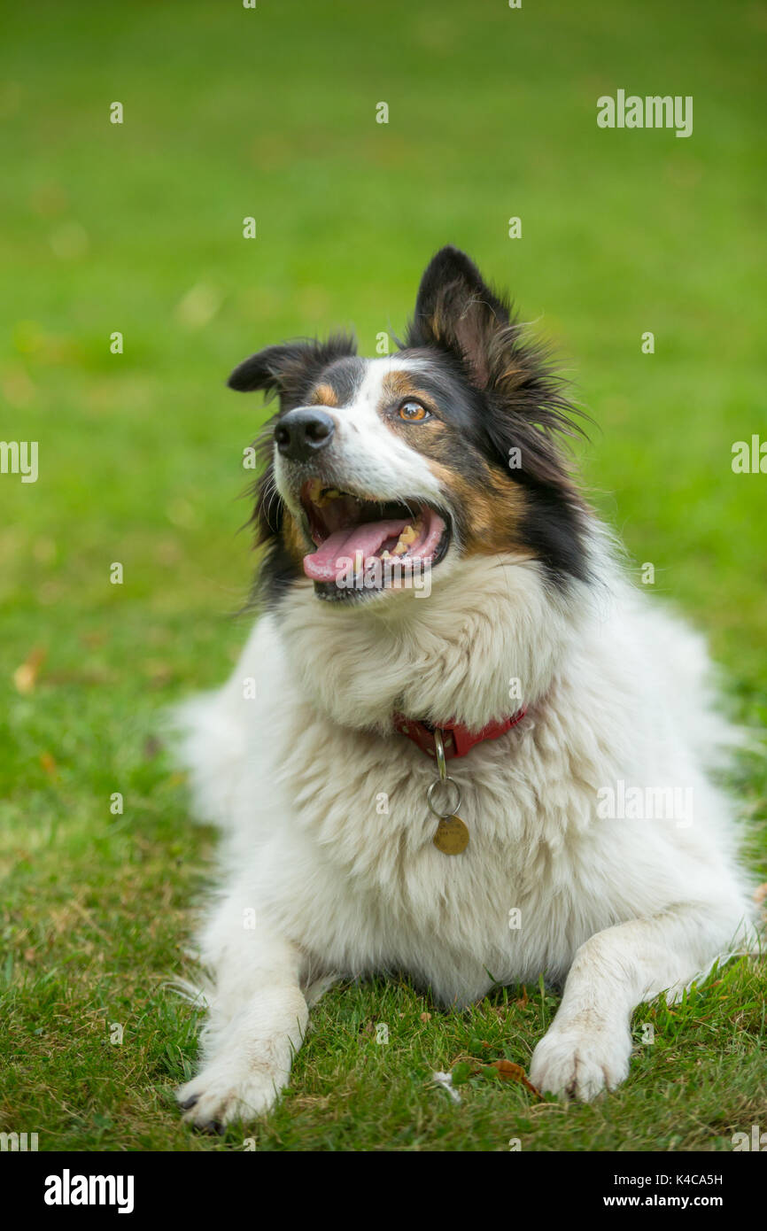 Border Collie Hund liegend auf Gras in einem Park Stockfoto