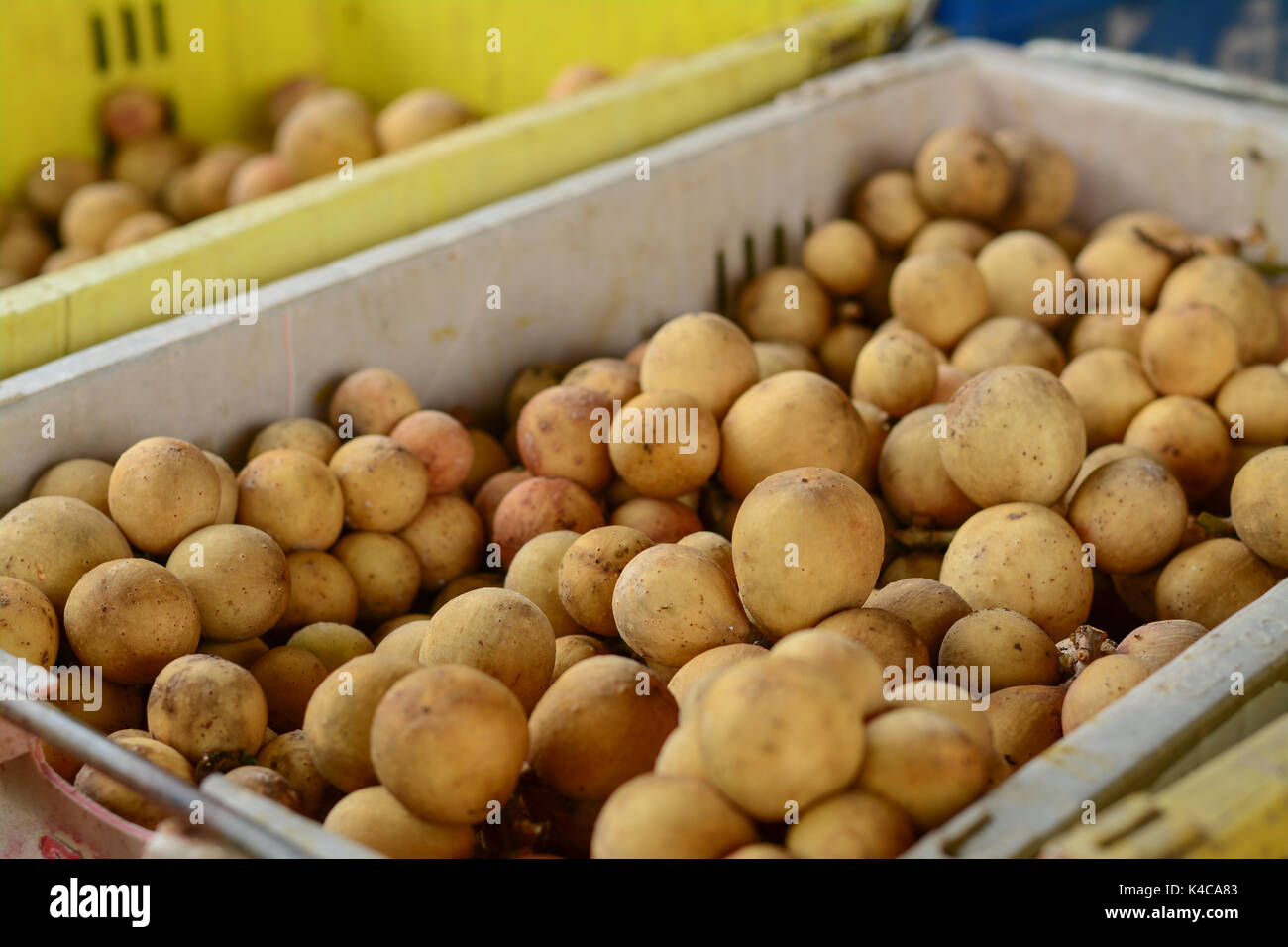 Asiatische Obst, leckere Lansium parasiticum oder Langsat, Longkong und Duku in Obstkorb. Stockfoto