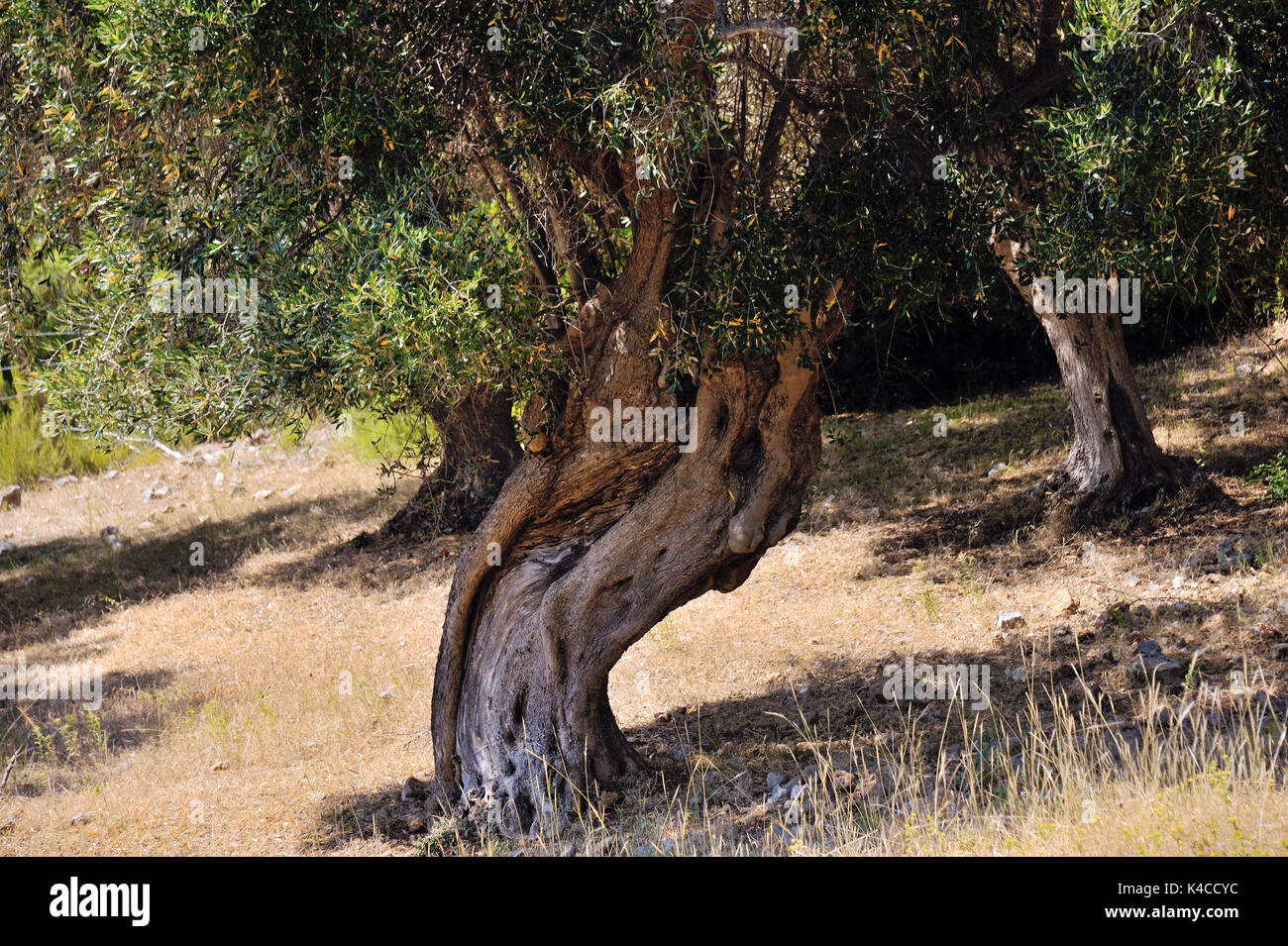 Alte Olivenbäume mit großen Wurzeln in der antiken Landwirtschaft Land der Maremma, in der Nähe von Albarese, Toskana, Italien Stockfoto